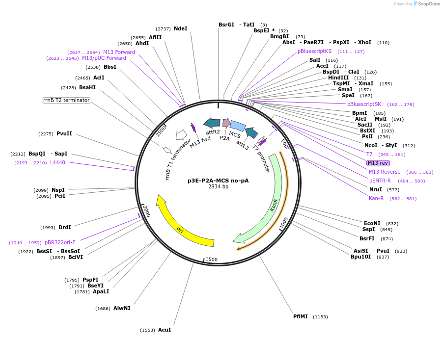 80825-plasmid-map-sequence-id-153009