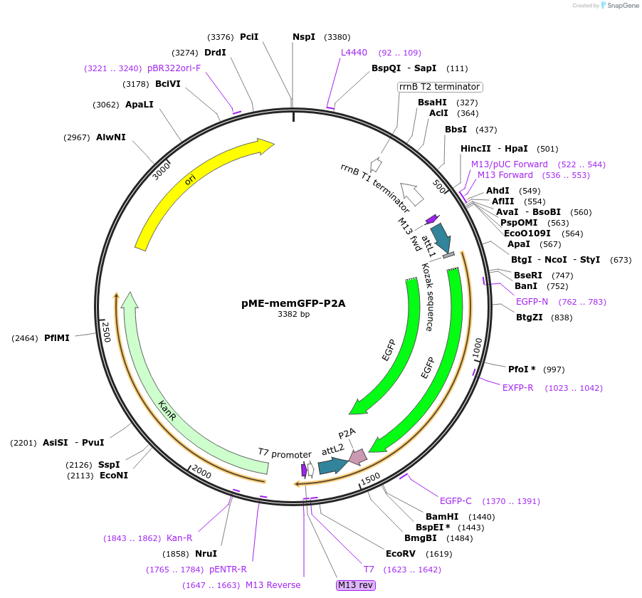 80809-plasmid-map-sequence-id-153015