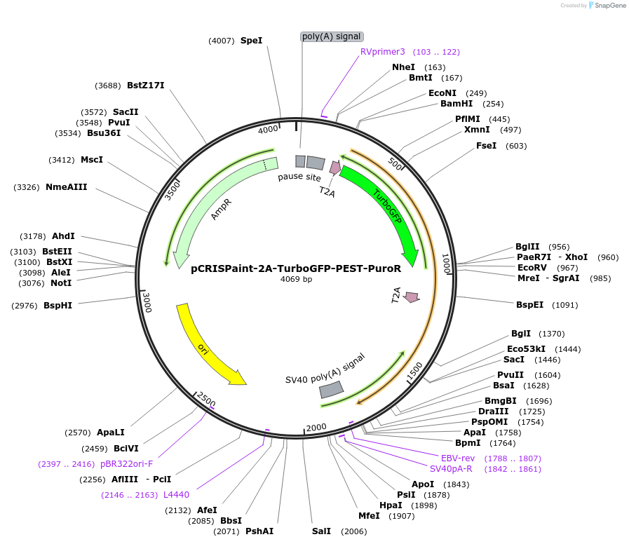 80956-plasmid-map-sequence-id-153088