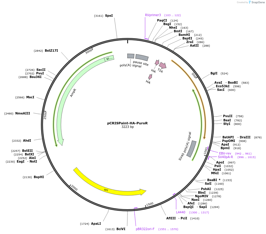 80959-plasmid-map-sequence-id-153091