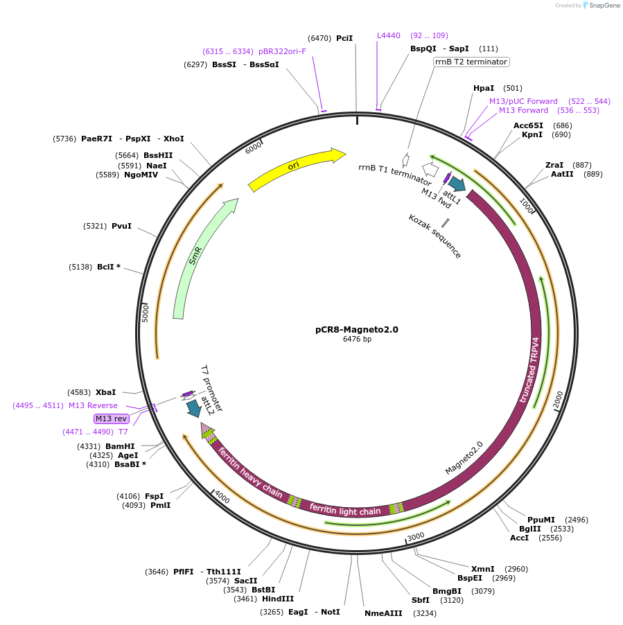 74333-plasmid-map-sequence-id-153121