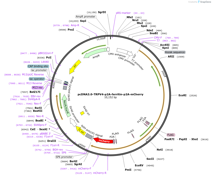 74309-plasmid-map-sequence-id-153122