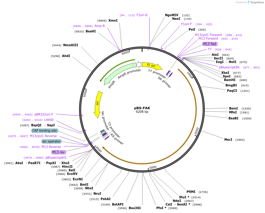 74478-plasmid-map-sequence-id-153127