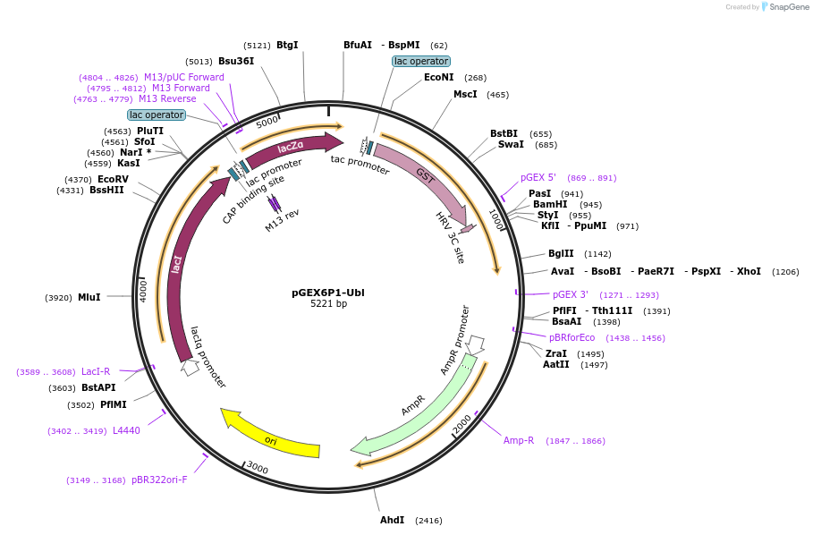 78712-plasmid-map-sequence-id-153168