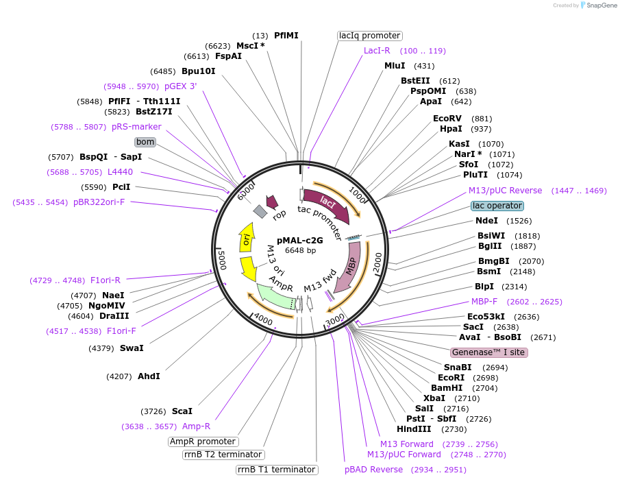 75290-plasmid-map-sequence-id-153246