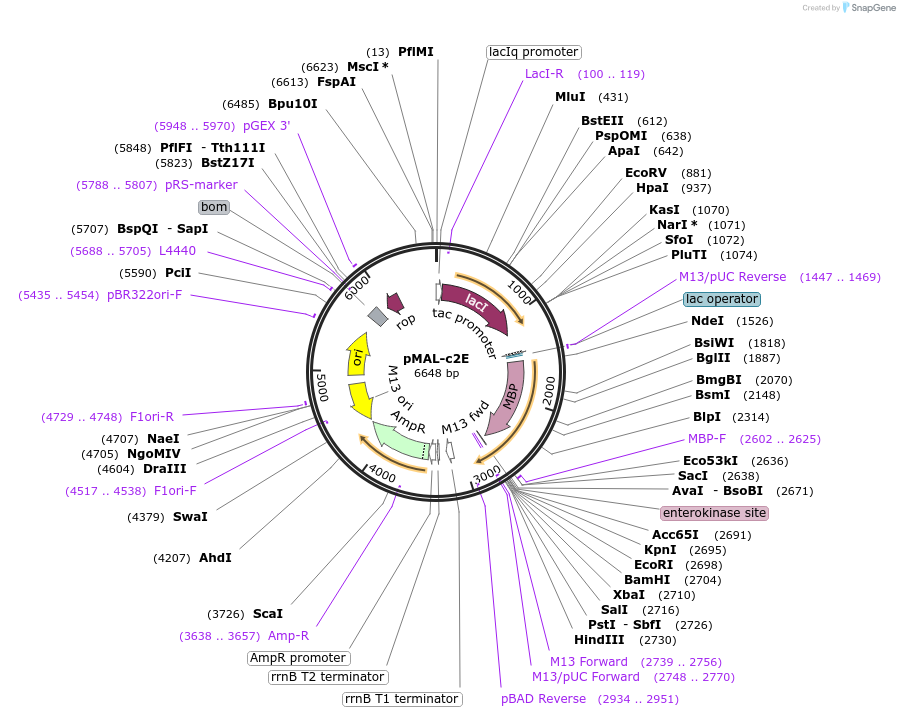 75291-plasmid-map-sequence-id-153247