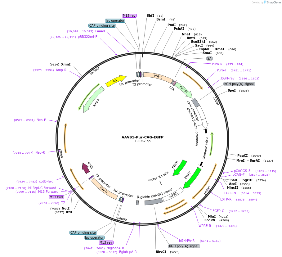 80945-plasmid-map-sequence-id-153251