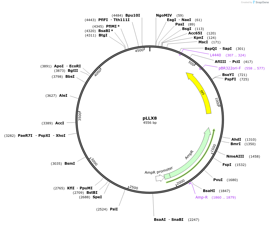79838-plasmid-map-sequence-id-153275