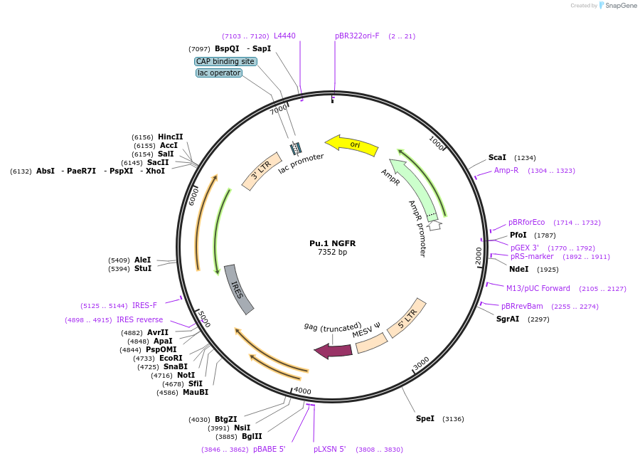 80132-plasmid-map-sequence-id-153284