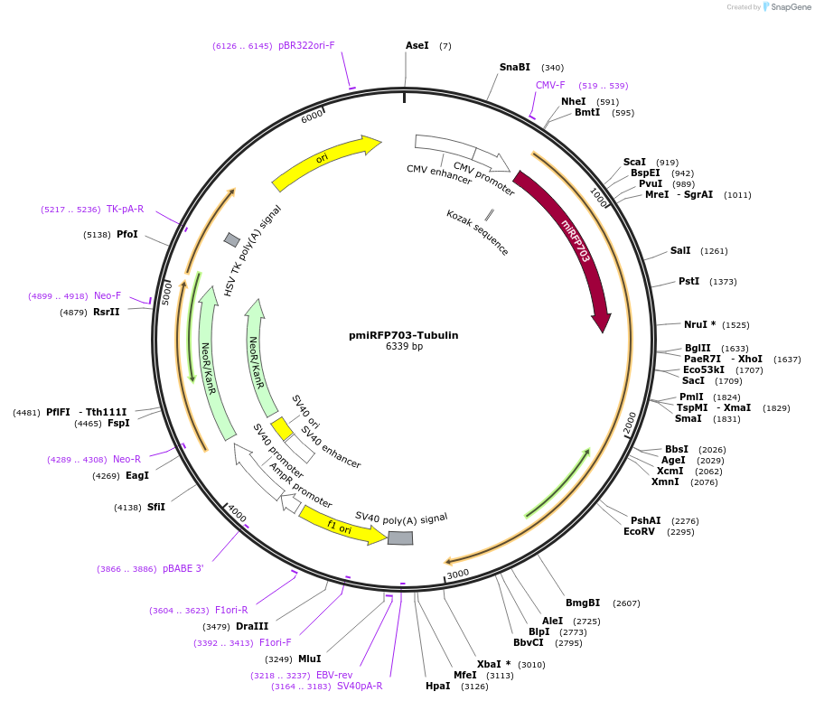 79991-plasmid-map-sequence-id-153298