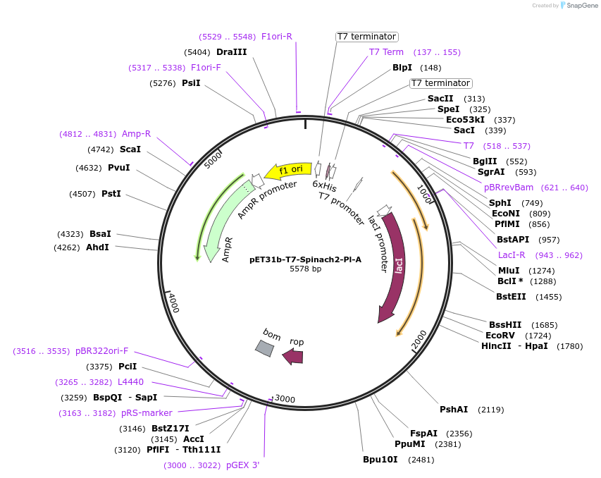 79160-plasmid-map-sequence-id-153317