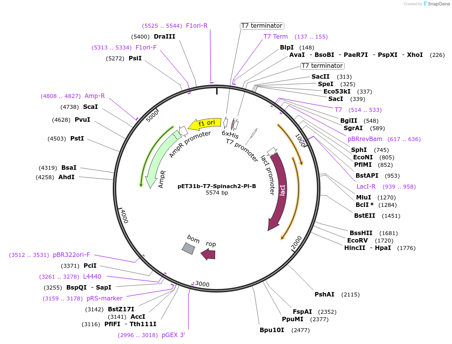 79161-plasmid-map-sequence-id-153325