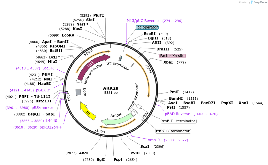 81017-plasmid-map-sequence-id-153405