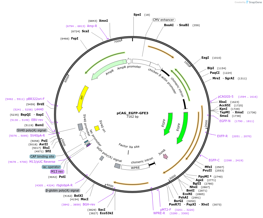79869-plasmid-map-sequence-id-153506