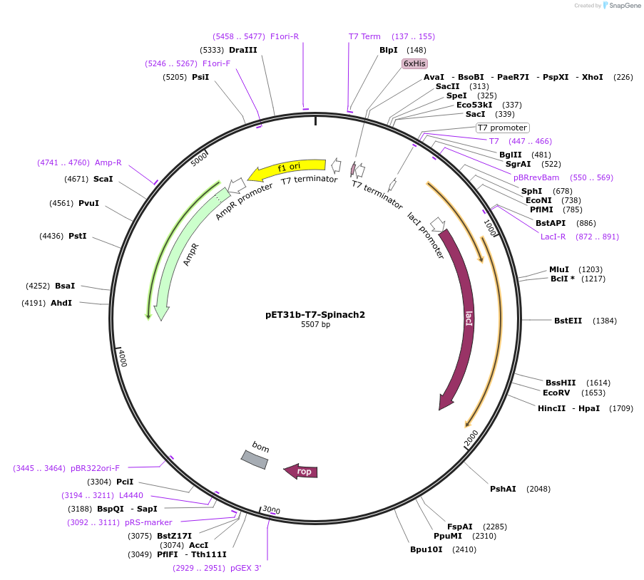 79783-plasmid-map-sequence-id-153508