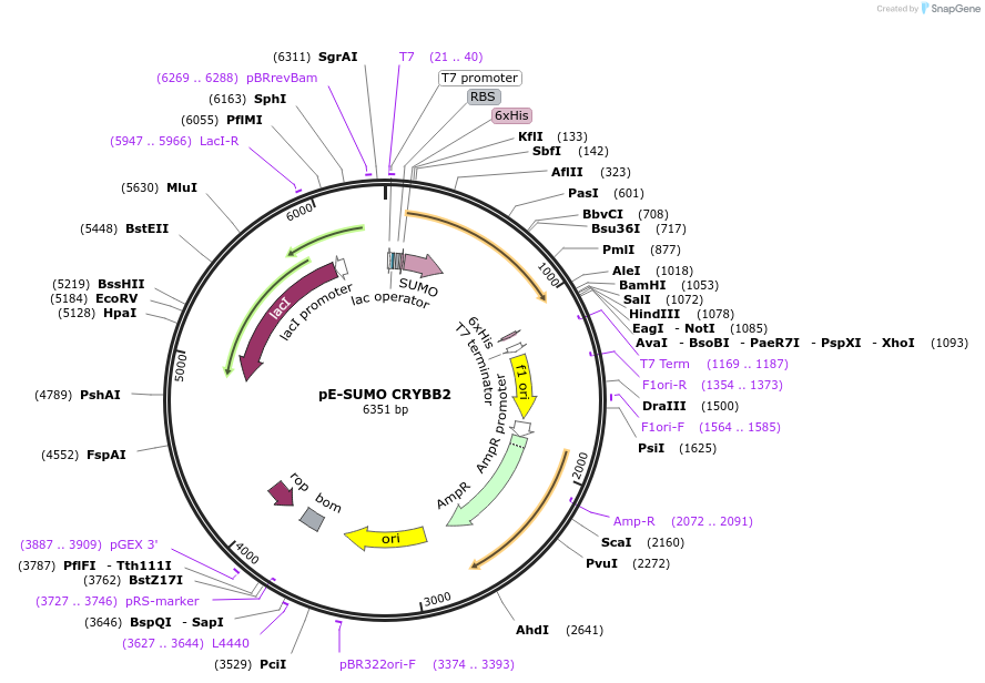 80749-plasmid-map-sequence-id-153512