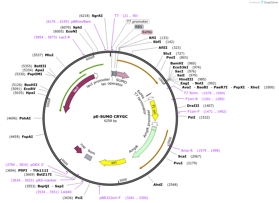 80754-plasmid-map-sequence-id-153567