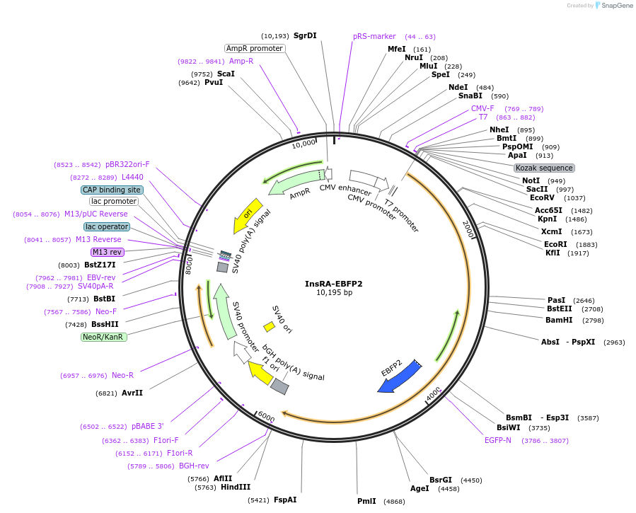 79797-plasmid-map-sequence-id-153614