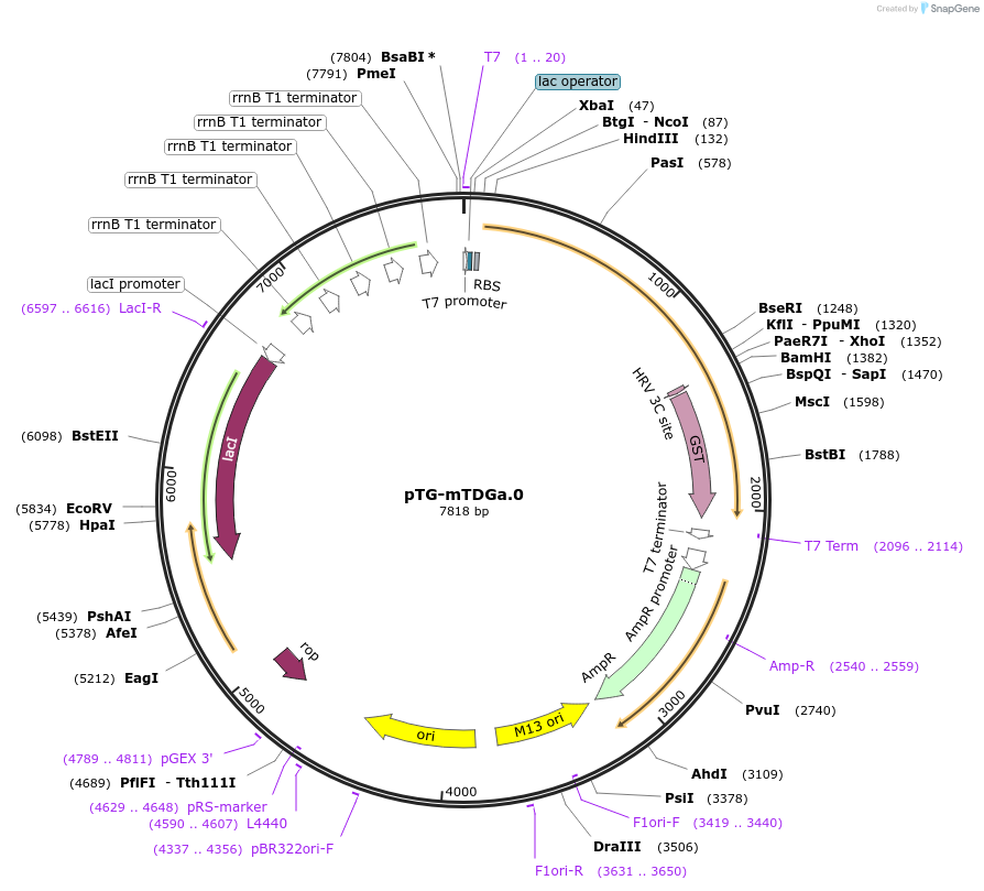 81048-plasmid-map-sequence-id-153682