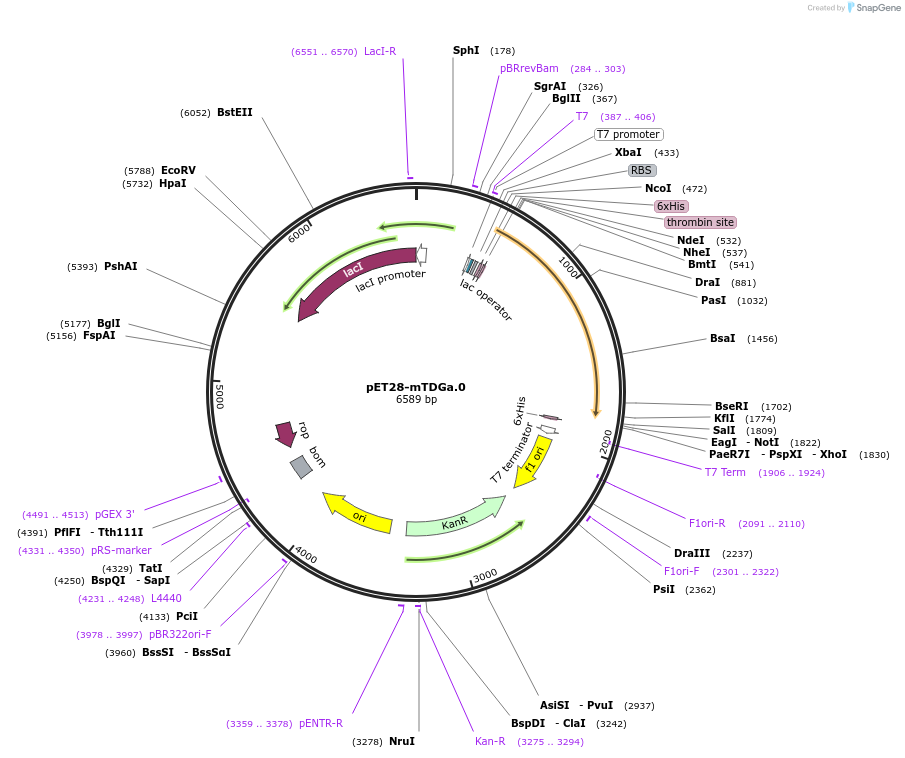 81050-plasmid-map-sequence-id-153704