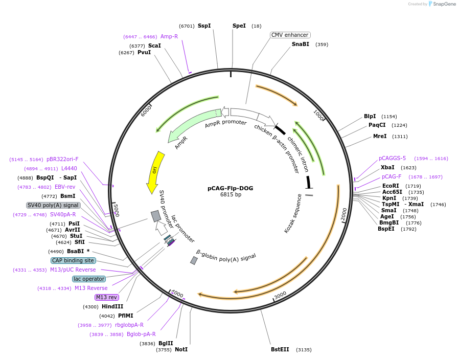 80084-plasmid-map-sequence-id-153724