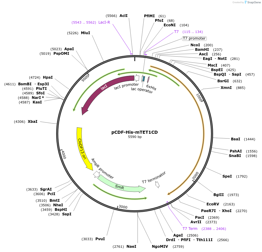81053-plasmid-map-sequence-id-153732