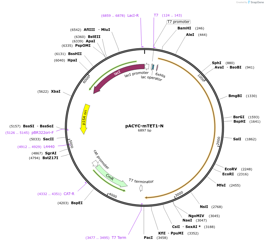 81056-plasmid-map-sequence-id-153734