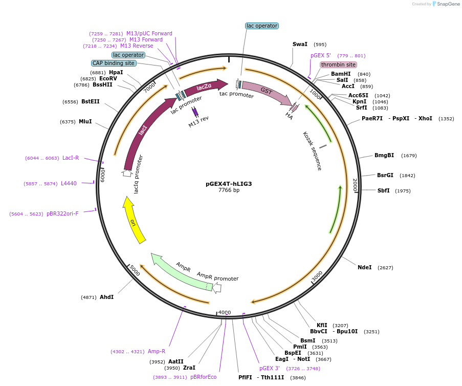 81055-plasmid-map-sequence-id-153735