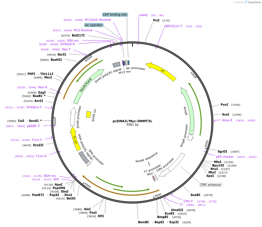 35523-plasmid-map-sequence-id-153818
