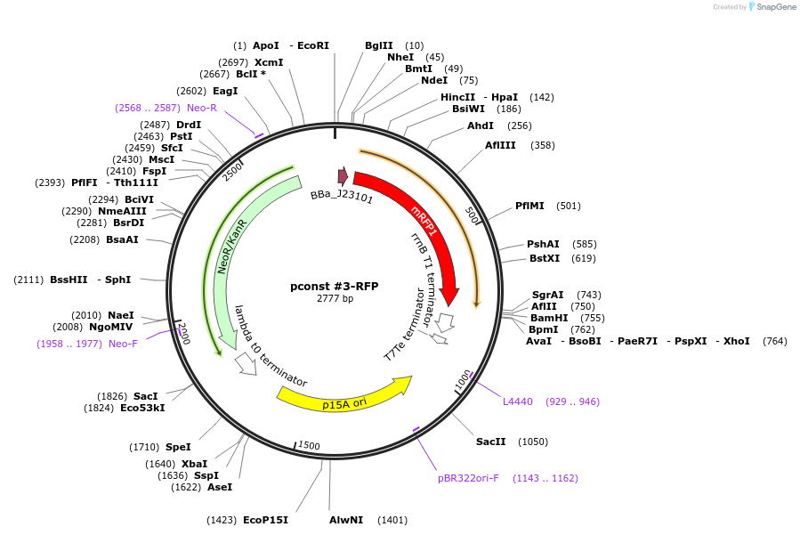 81077-plasmid-map-sequence-id-153934