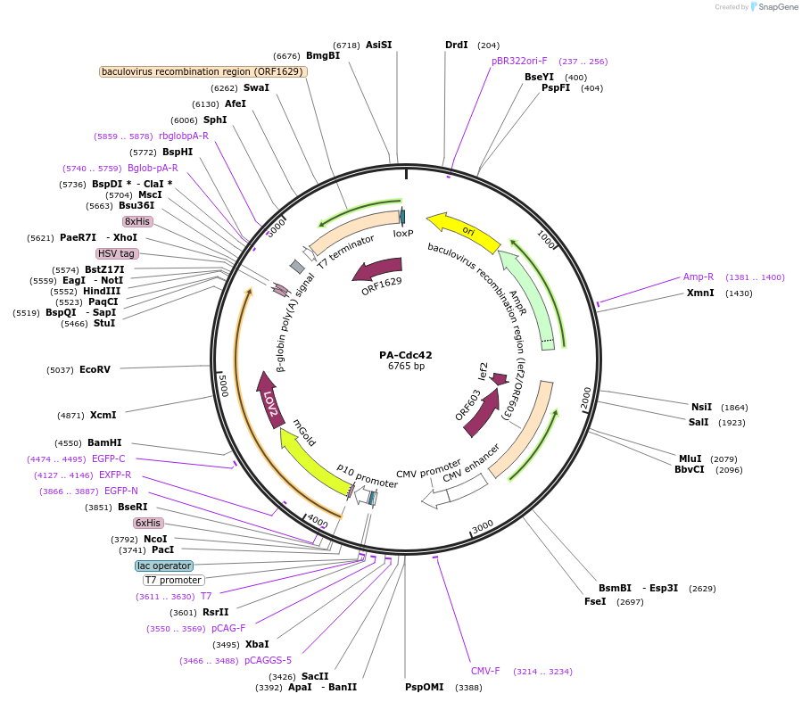 75263-plasmid-map-sequence-id-153951