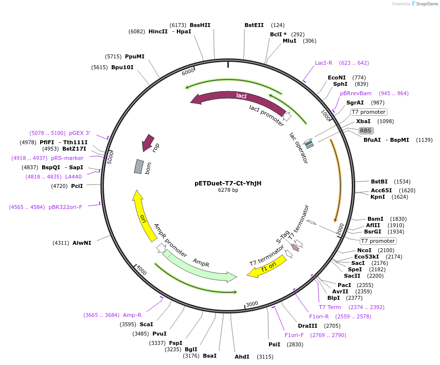 79167-plasmid-map-sequence-id-153952