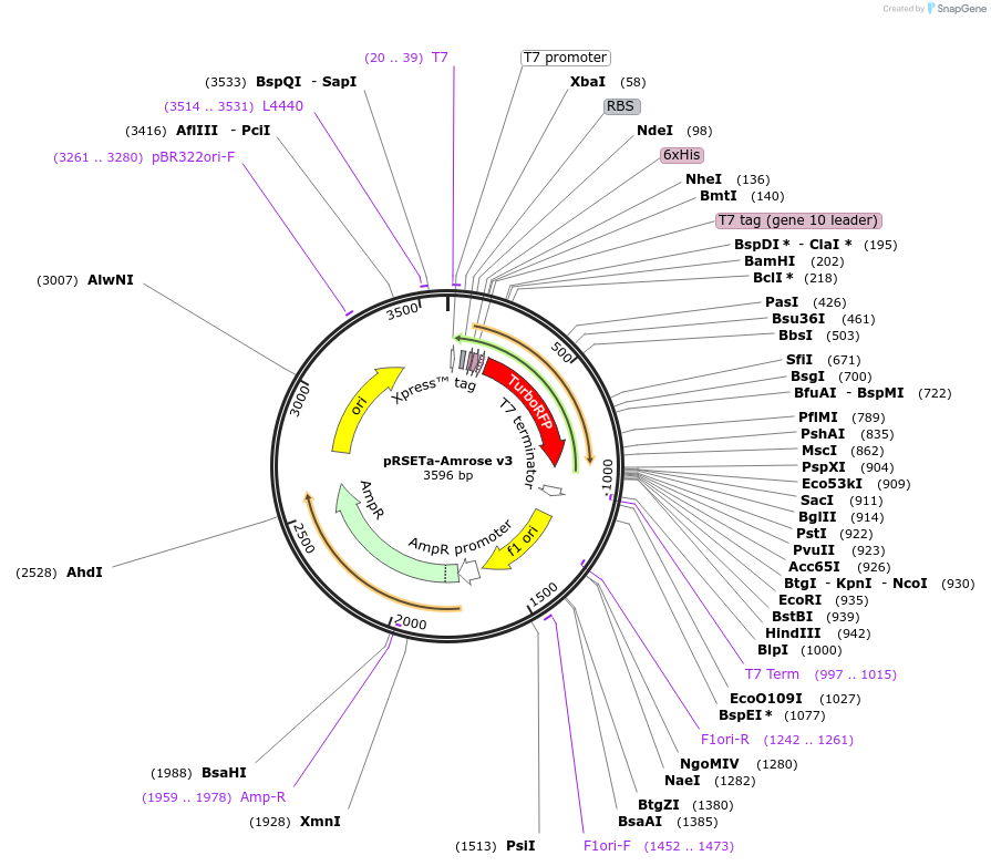 79539-plasmid-map-sequence-id-154026