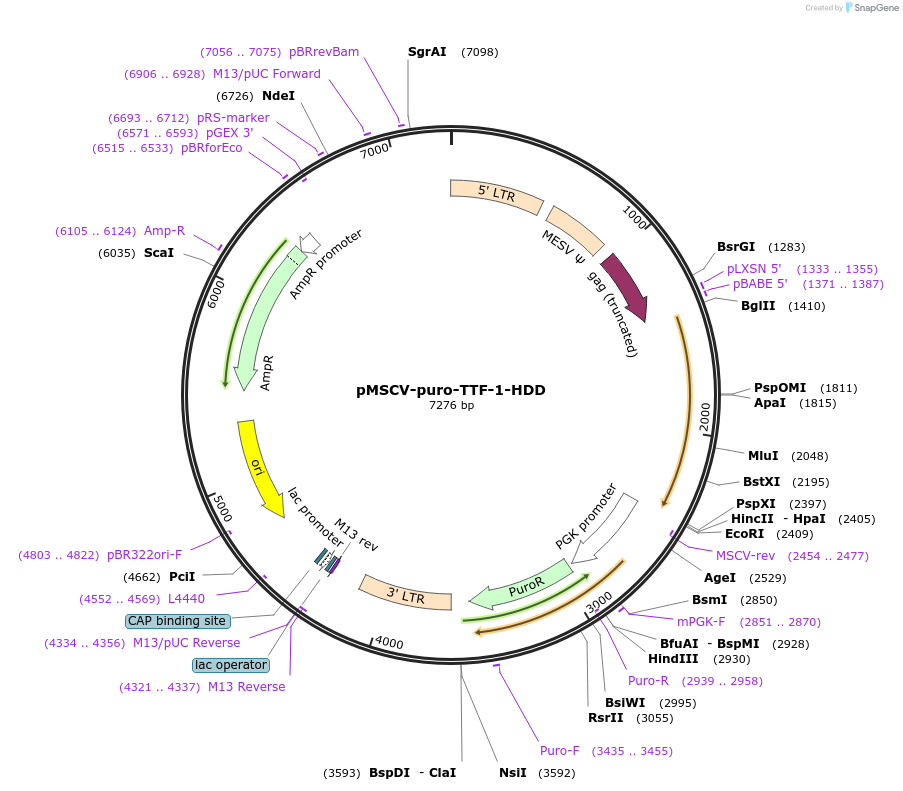 74991-plasmid-map-sequence-id-154047