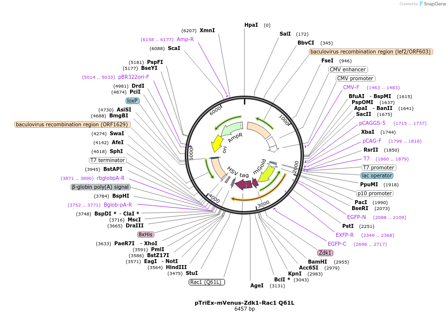 81137-plasmid-map-sequence-id-154111