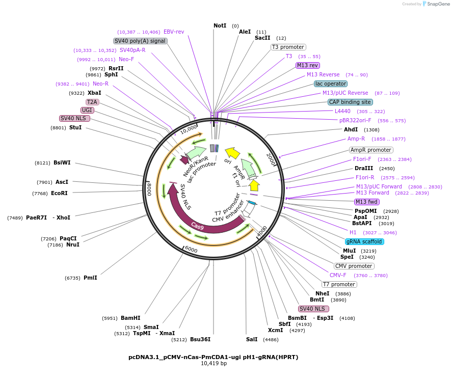 79620-plasmid-map-sequence-id-154120