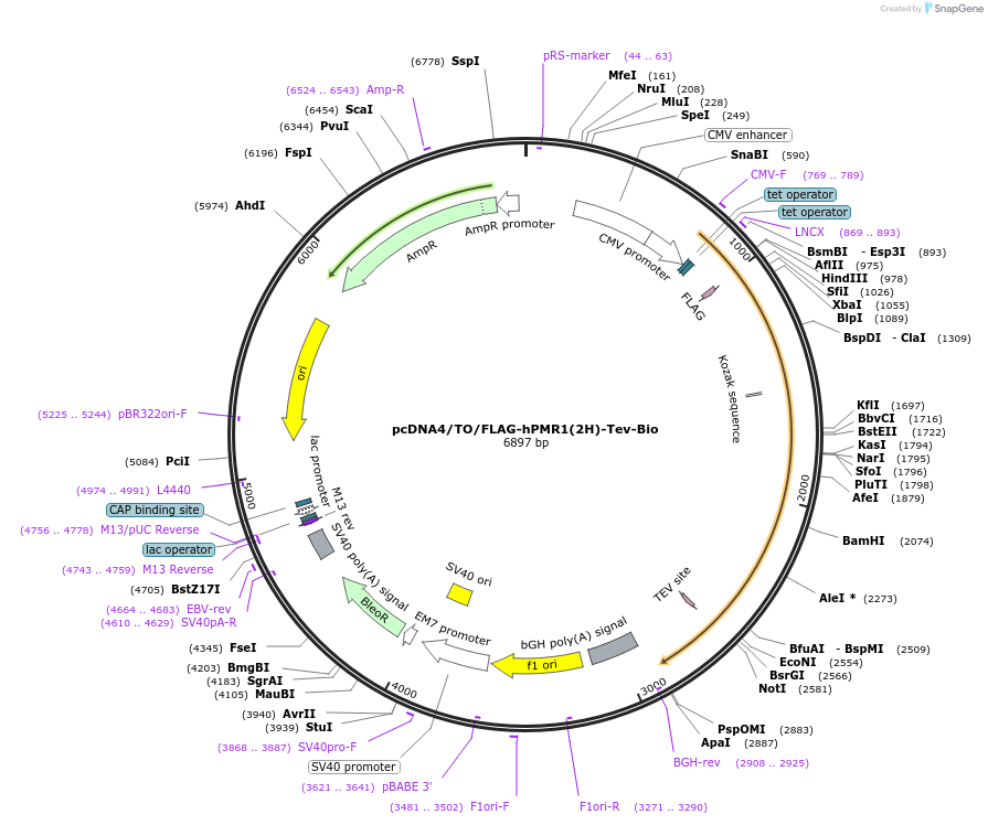 80325-plasmid-map-sequence-id-154201