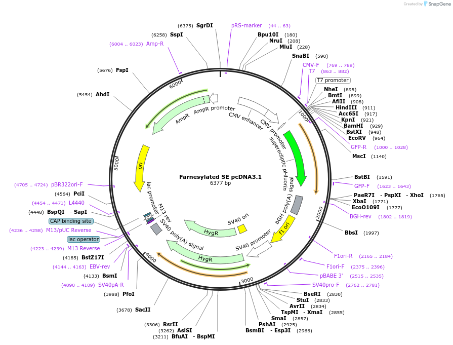 79666-plasmid-map-sequence-id-154213