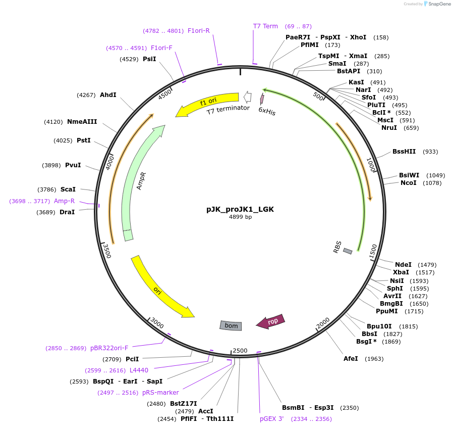 81160-plasmid-map-sequence-id-154218