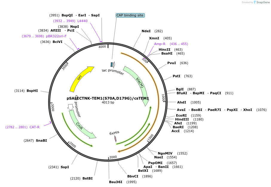 81163-plasmid-map-sequence-id-154224