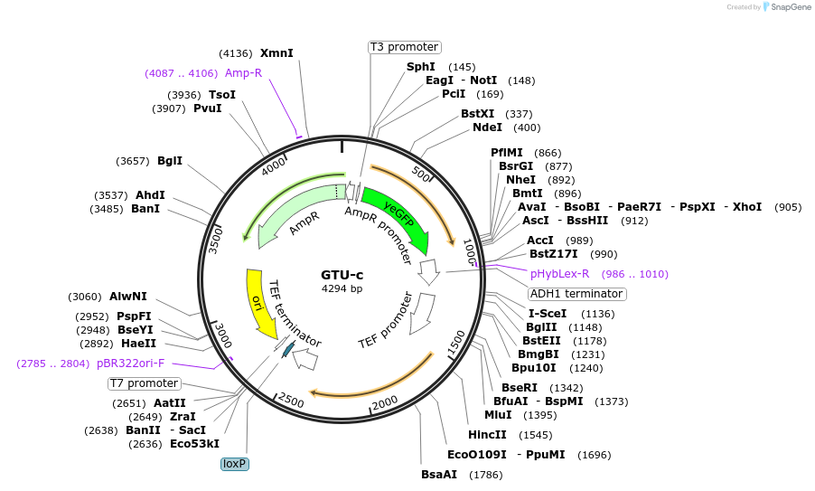 81093-plasmid-map-sequence-id-154244