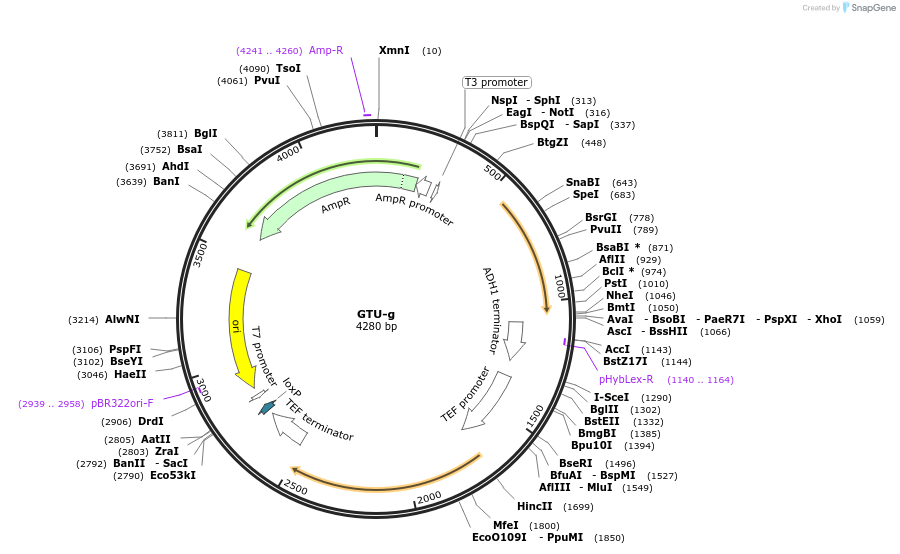 81094-plasmid-map-sequence-id-154249