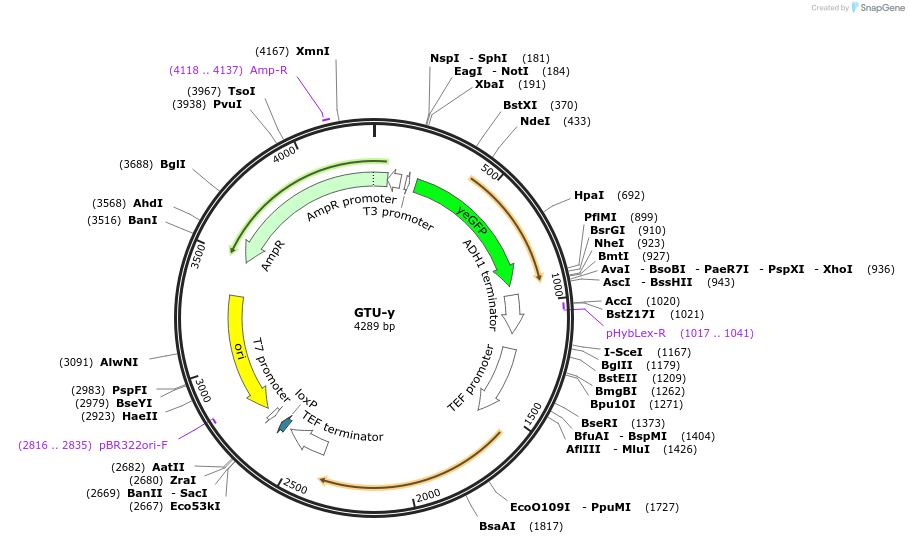 81095-plasmid-map-sequence-id-154254