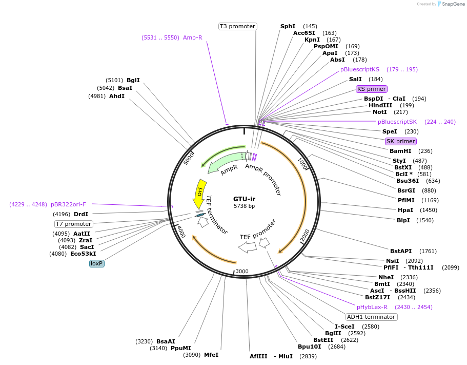 81097-plasmid-map-sequence-id-154264