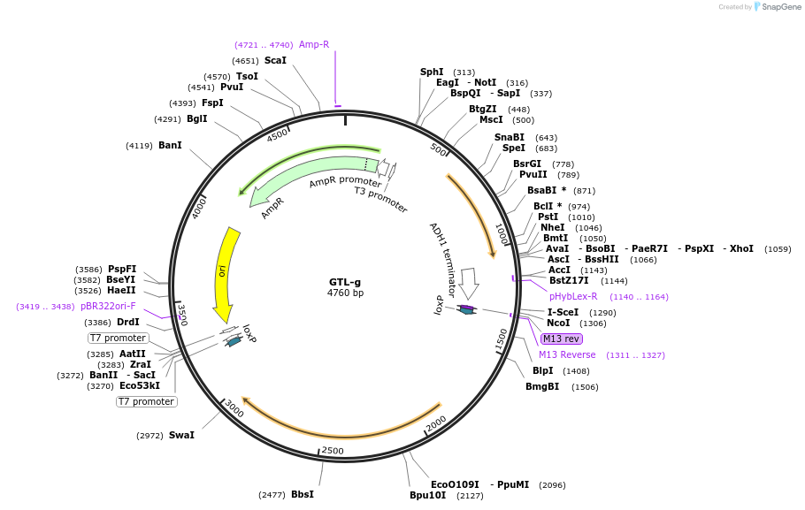 81099-plasmid-map-sequence-id-154274