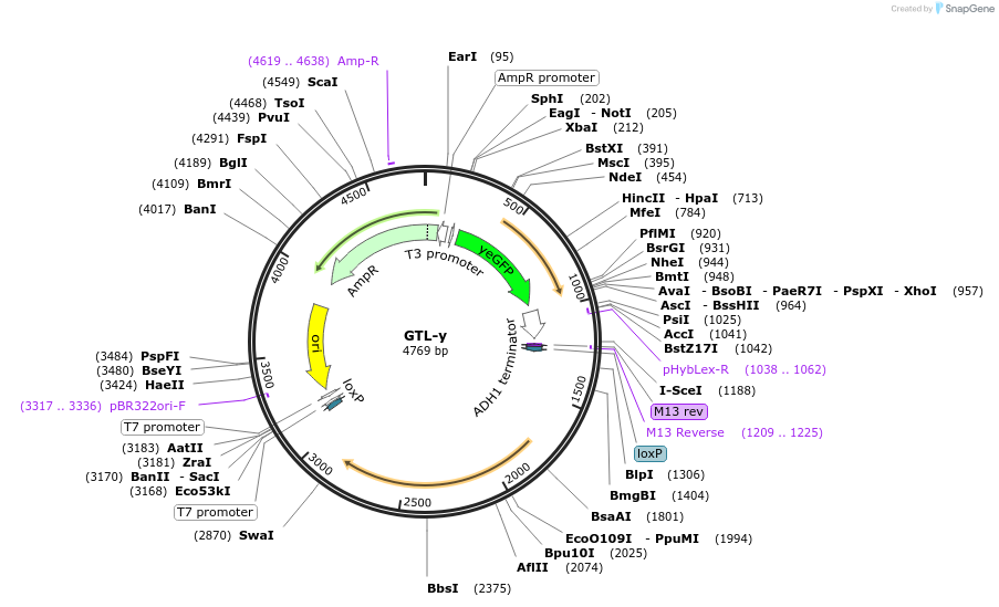 81100-plasmid-map-sequence-id-154279