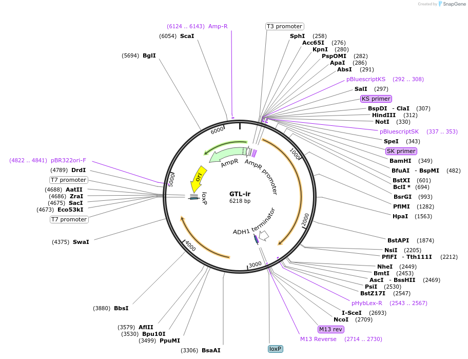 81102-plasmid-map-sequence-id-154289