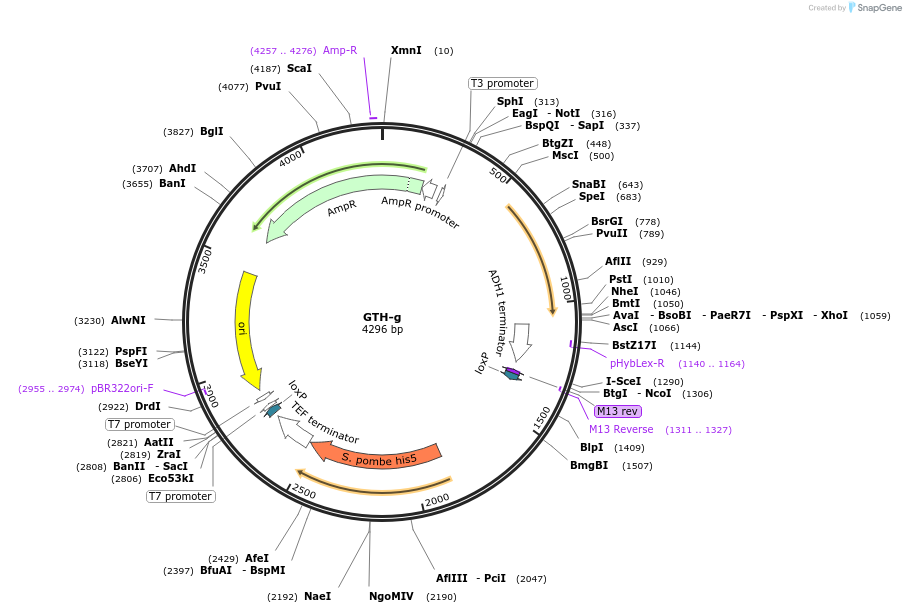 81104-plasmid-map-sequence-id-154299