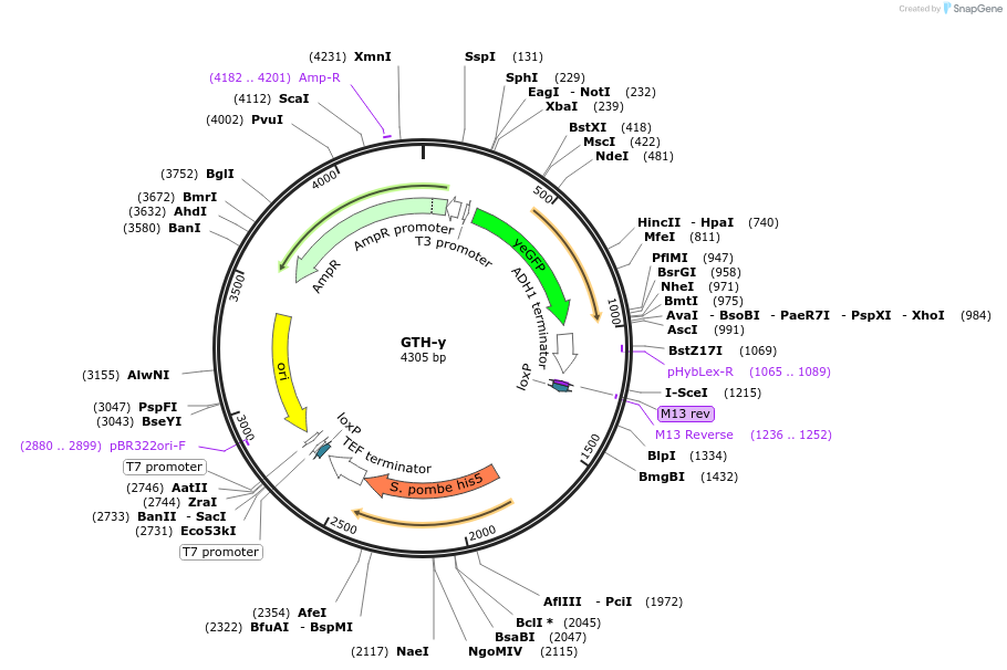 81105-plasmid-map-sequence-id-154304