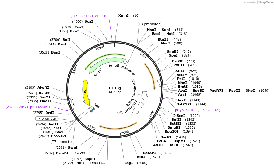 81109-plasmid-map-sequence-id-154333